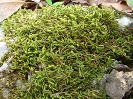 Attēlu rezultāti vaicājumam “Anomodon attenuatus sporophyte”