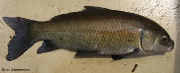 Image result for Ictiobus niger