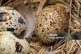 Attēlu rezultāti vaicājumam “Gallinago gallinago eggs”