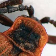 Attēlu rezultāti vaicājumam “Lopheros rubens”