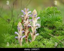 Attēlu rezultāti vaicājumam “Orobanche coerulescens bud”
