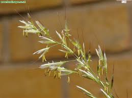 Attēlu rezultāti vaicājumam “Helictotrichon pubescens”