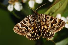 Attēlu rezultāti vaicājumam “Callistege mi”