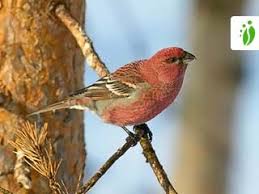 Image result for Pinicola enucleator