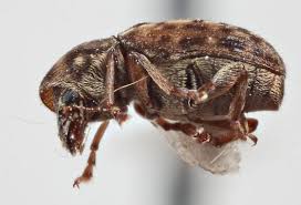 Attēlu rezultāti vaicājumam “Anthribidae”