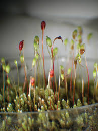 Attēlu rezultāti vaicājumam “Bryum argenteum sporophyte”