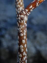 Attēlu rezultāti vaicājumam “Chionaspis salicis”