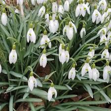 Attēlu rezultāti vaicājumam “Galanthus nivalis bud”