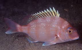 Image result for Pagrus pagrus