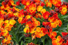 Image result for Cheiranthus cheiri