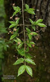 Attēlu rezultāti vaicājumam “Euonymus verrucosus”