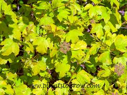 Attēlu rezultāti vaicājumam “Viburnum opulus leaf”