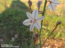 Image result for Asphodelus fistulosus