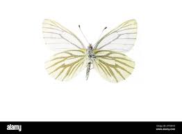 Attēlu rezultāti vaicājumam “Pieris napi underside”