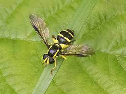 Attēlu rezultāti vaicājumam “Xanthogramma sp.”