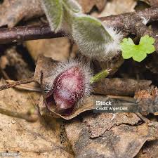 Attēlu rezultāti vaicājumam “Asarum europaeum flower”