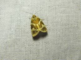 Attēlu rezultāti vaicājumam “Deltote bankiana”