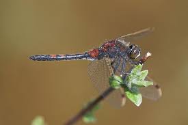 Attēlu rezultāti vaicājumam “Leucorrhinia rubicunda male”