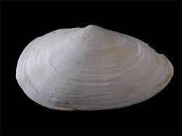 Attēlu rezultāti vaicājumam “Mya arenaria”