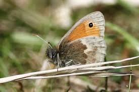 Attēlu rezultāti vaicājumam “Coenonympha pamphilus upperside”