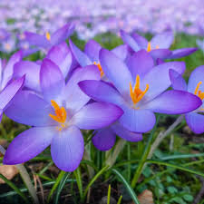 Attēlu rezultāti vaicājumam “Crocus tommasinianus”