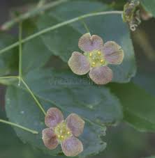 Attēlu rezultāti vaicājumam “Euonymus verrucosus leaf”