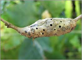 Attēlu rezultāti vaicājumam “Diastrophus rubi”