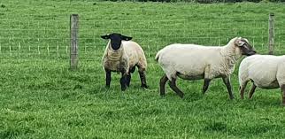 Image result for Teamsheep