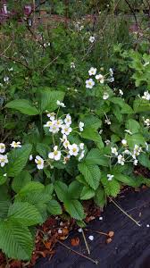 Attēlu rezultāti vaicājumam “Fragaria moschata flower”