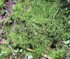 Attēlu rezultāti vaicājumam “Dicranella heteromalla”