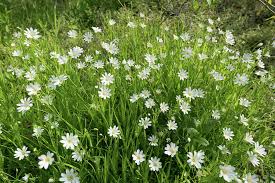 Attēlu rezultāti vaicājumam “Cerastium arvense”