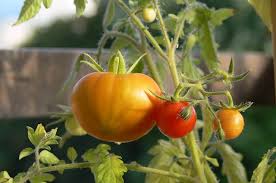 Image result for Tomate