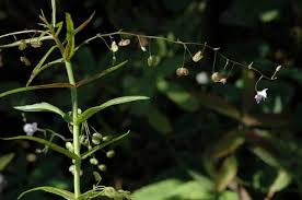Attēlu rezultāti vaicājumam “Veronica scutellata flower”