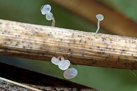 Attēlu rezultāti vaicājumam “Pistillaria sp.”