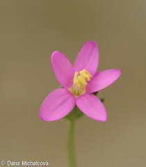 Attēlu rezultāti vaicājumam “Centaurium littorale flower”