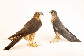 Image result for Falco columbarius