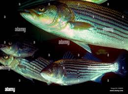 Image result for Morone saxatilis