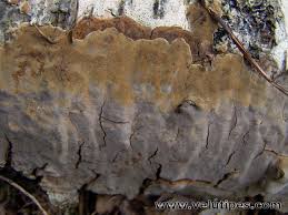 Attēlu rezultāti vaicājumam “Phellinus laevigatus”