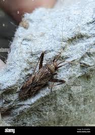 Attēlu rezultāti vaicājumam “Phytocoris varipes”