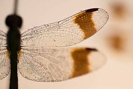 Attēlu rezultāti vaicājumam “Libellula quadrimaculata exuvia”