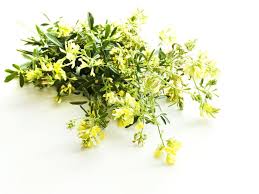 Attēlu rezultāti vaicājumam “Astragalus danicus leaf”