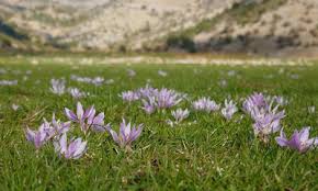 Attēlu rezultāti vaicājumam “Colchicum szovitsii subsp. szovitsii flower”