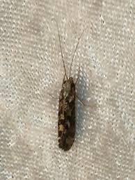 Attēlu rezultāti vaicājumam “Blepharidopterus angulatus imago”