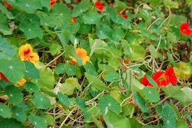Image result for Tropaeolum majes