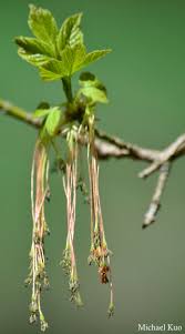 Attēlu rezultāti vaicājumam “Acer negundo bud”
