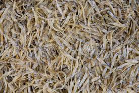 Attēlu rezultāti vaicājumam “Charales”