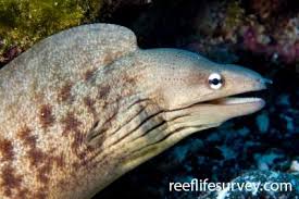 Image result for Gymnothorax vicinus