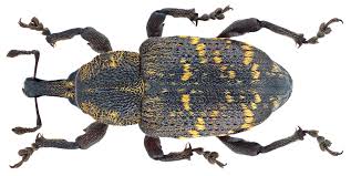 Attēlu rezultāti vaicājumam “Hylobius pinastri”