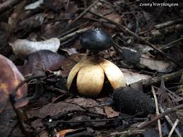 Attēlu rezultāti vaicājumam “Geastrum pectinatum”