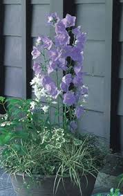 Attēlu rezultāti vaicājumam “Campanula persicifolia”